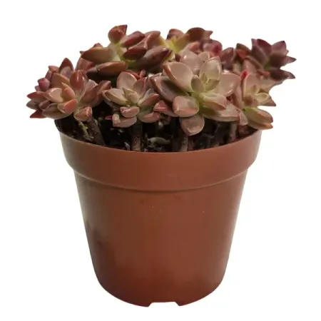 Граптопеталум ø11 h6 см