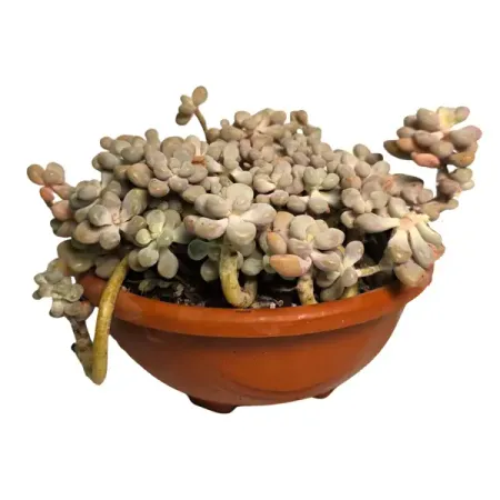 Граптопеталум Эллен ø17 h10 см