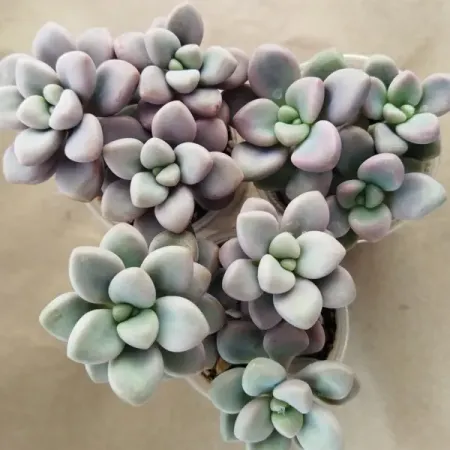 Граптопеталум Эллен ø17 h10 см том эллен первокурсники