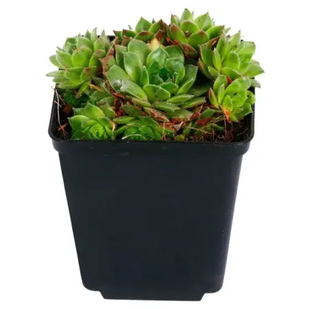 Семпервивум ø11 h6 см