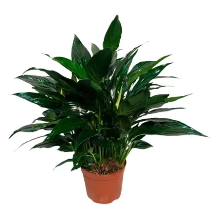 Спатифиллум Кроун Вайт ø9 h35 см