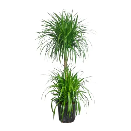 Драцена Драко ø21 h130 см