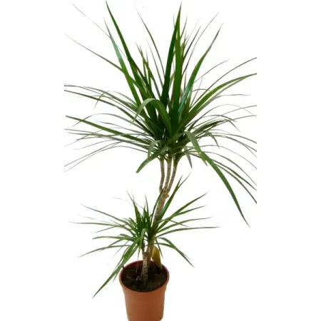 Драцена Драко ø21 h130 см элли шарм одержимость драко