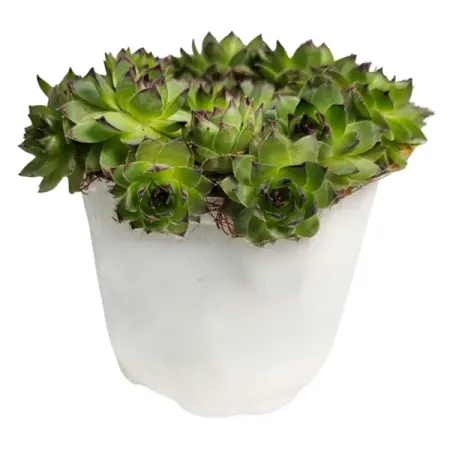 Семпервивум молодило ø11 h6 см