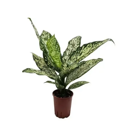 Диффенбахия Сноу Вайт ø14 h50 см