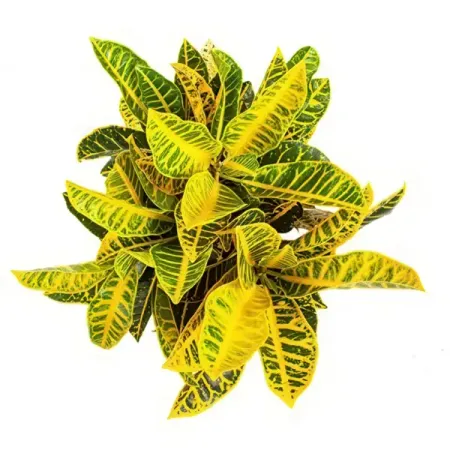 Кодиеум Петра желтый ø22 h45 см петра брахт роланд либшер брахт лечебные упражнения программа домашних тренировок для устранения боли в мышцах и суставах