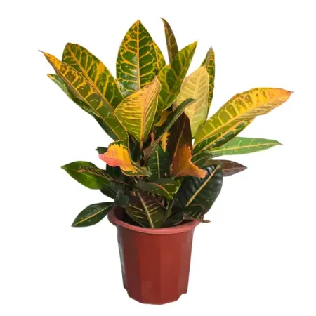 Кодиеум Петра желтый ø22 h45 см