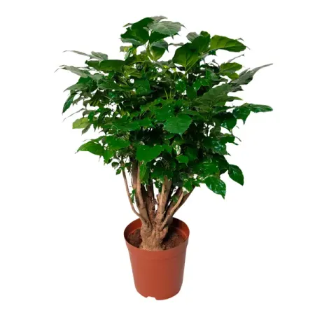 Радермахера ø18 h55 см