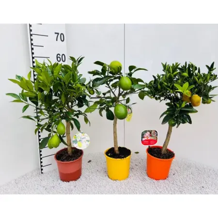 Цитрус Цитрина микс ø15 h55 см