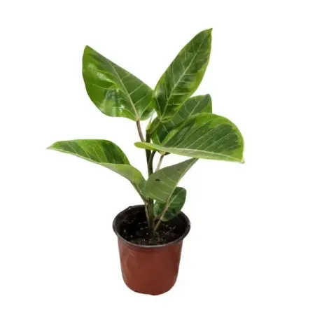 Фикус Бенгаленсис Вариегата ø13 h35 см