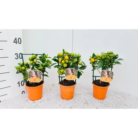 Цитрус Каламондин ø12 h30 см
