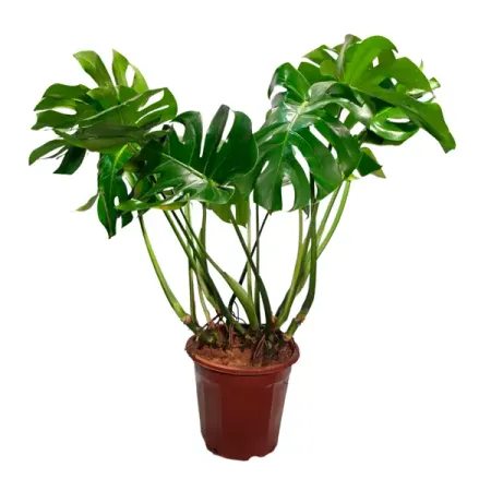 Монстера Делициоза ø53 h110 см нолина бокарнея ø27 h110 120 см