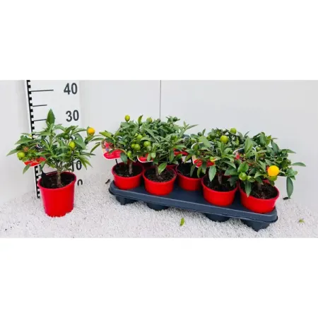 Цитрус Кумкват Полиандра мини ø12 h25 см