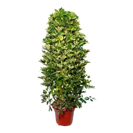 Шеффлера Компакта ø32 h120 см