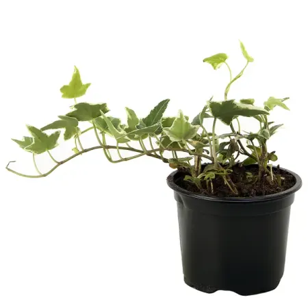 Хедера Хеликс микс ø8.5 h10 см