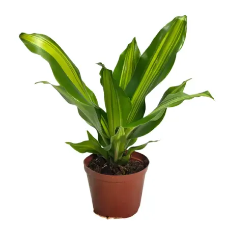 Драцена фрагранс Берли ø9 h20 см