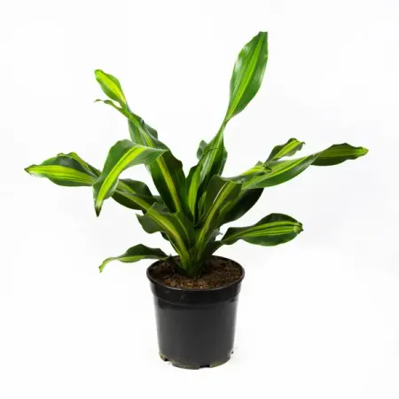Драцена фрагранс Берли ø9 h20 см