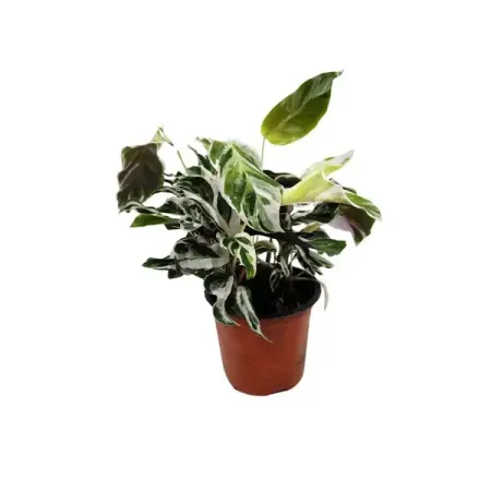 Калатея Фьюжен Вайт ø13 h30 см