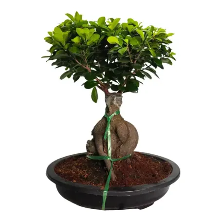 Фикус микрокарпа Гинсенг ø21 h45 см