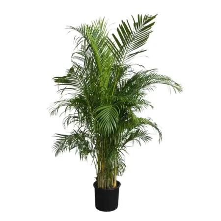 Хризолидокарпус Лутесценс ø28 h180 см