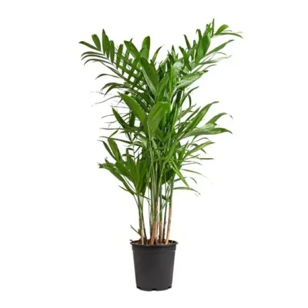 Хамедорея Сейфризи ø13 h40 см