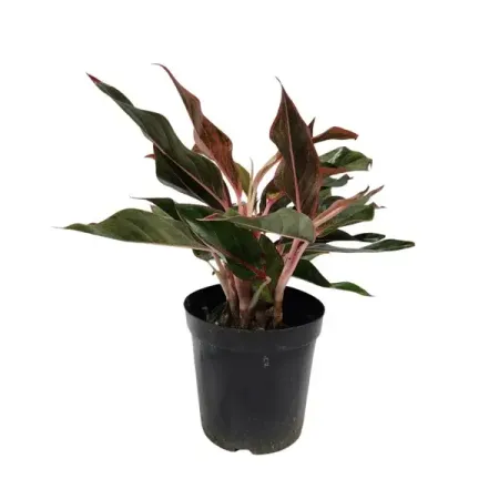 Аглаонема Сиам Аврора ø12 h25 см тесса рол disney принцесса аврора выходит на сцену