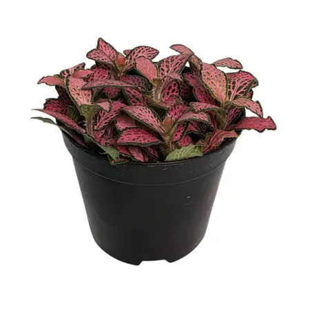 Фиттония микс ø8 h8 см