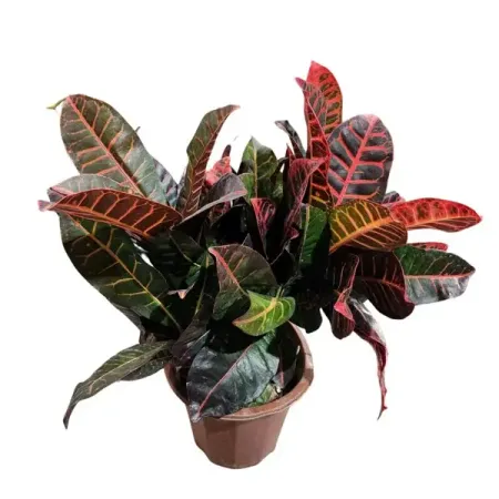 Кодиеум Петра красный ø22 h45 см лев михайлович анисов иезуитский крест великого петра