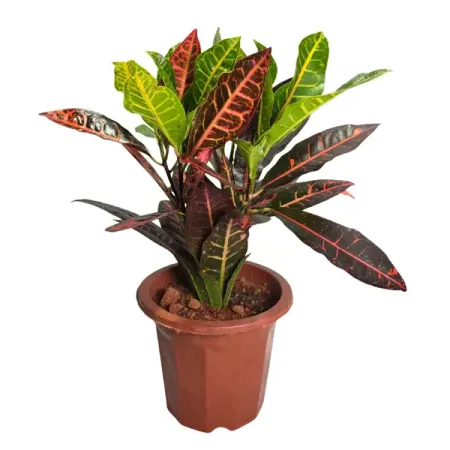 Кодиеум Петра красный ø22 h45 см