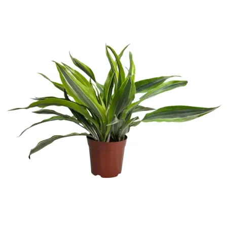 Драцена фрагранс Роджерс Голд ø11 h30 см коктейль oakheart ориджинал спайсд голд россия 0 7 л кола 2х0 33 л