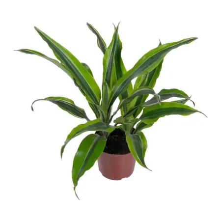 Драцена фрагранс Роджерс Голд ø11 h30 см