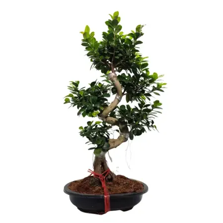 Фикус микрокарпа Гинсенг ø21 h60 см