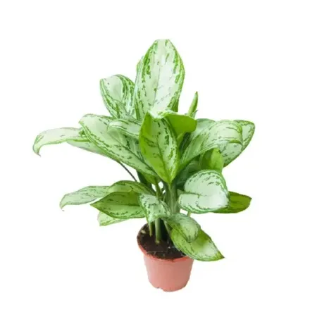 Аглаонема Мария ø16 h50 см