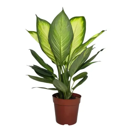Аглаонема Мария ø16 h50 см