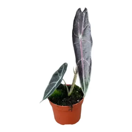 Алоказия Лонгилоба ø10 h25 см