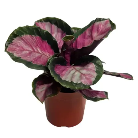 Калатея Роуз Ред ø11 h35 см витражное окно ловец солнца из акрила