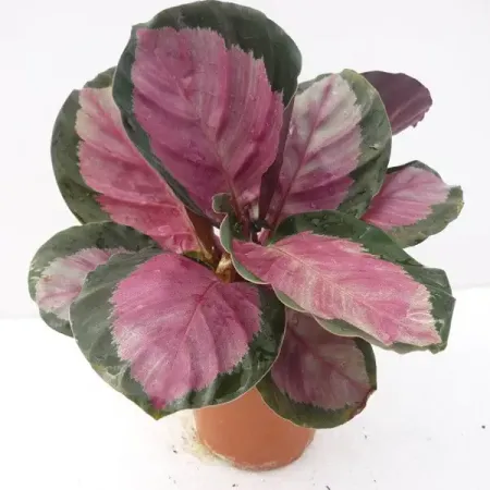 Калатея Роуз Ред ø11 h35 см