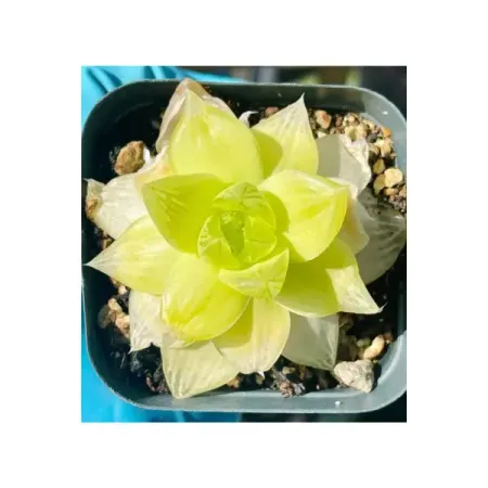 Хавортия Ксанта Голд ø11 h6 см