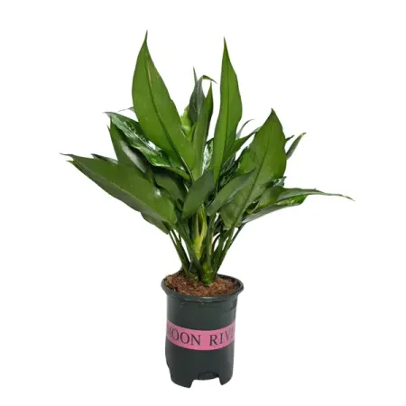 Аглаонема Сан Ремо ø12 h38 см ремо вакс капли ушные фл 10 мл