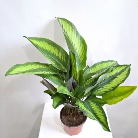Калатея Бьюти Стар ø16 h50 см