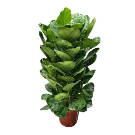 Фикус Лирата 3 в 1 ø21 h80 см