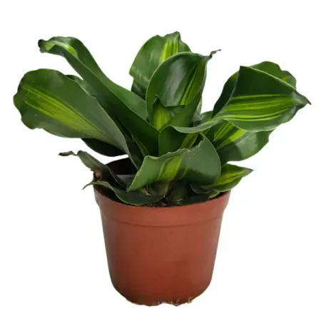 Драцена фрагранс Голден Треже ø10 h15 см