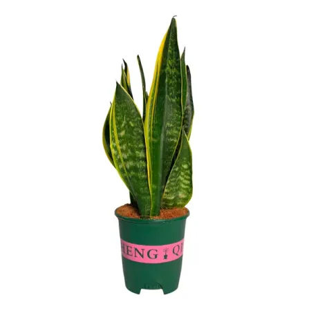 Сансевиерия Голд Флейм ø14 h35 см