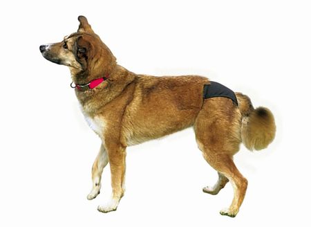 Одежда Trixie Трусики черные 