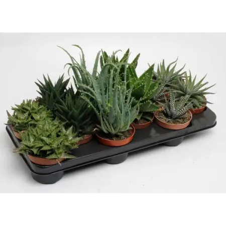 Алоэ Хавортия микс ø12 h18 см