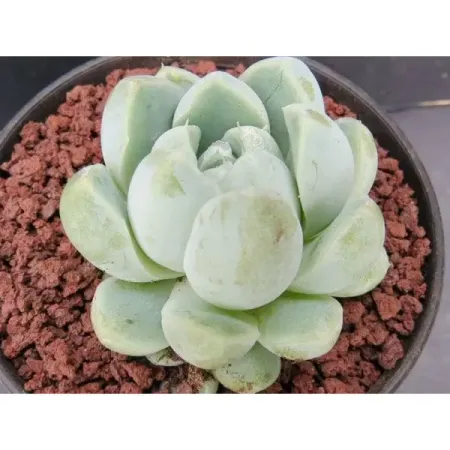 Эхеверия Альбиканс ø8 h4 см