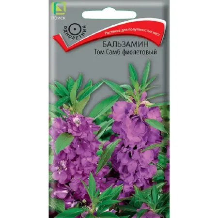 Семена цветов бальзамин Том Самб фиолетовый