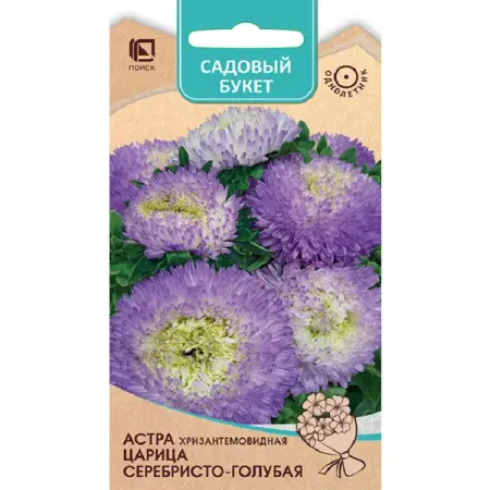 Семена цветов астра Царица серебристо-голубая