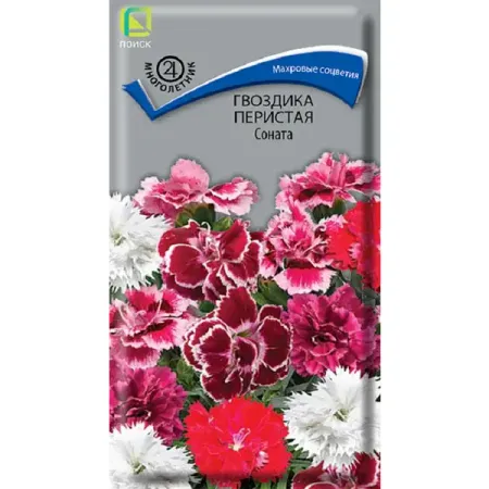 Семена цветов гвоздика перистая Соната