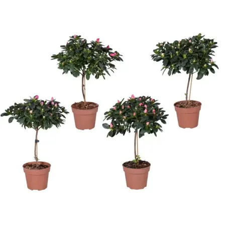 Азалия микс ø13 h40 см